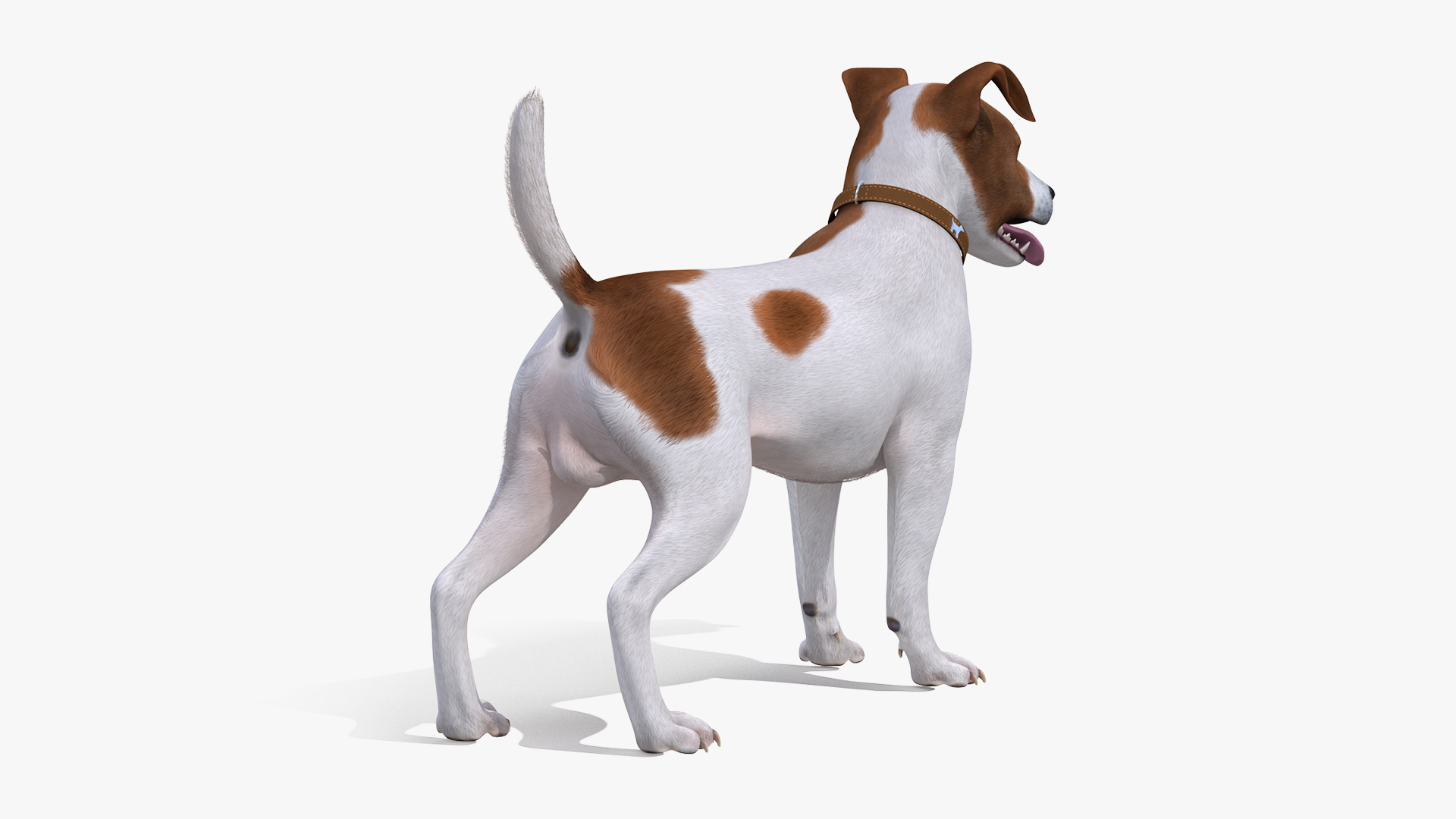 Jack Russell Terrier Spotted Attention Pose Fur 3D
