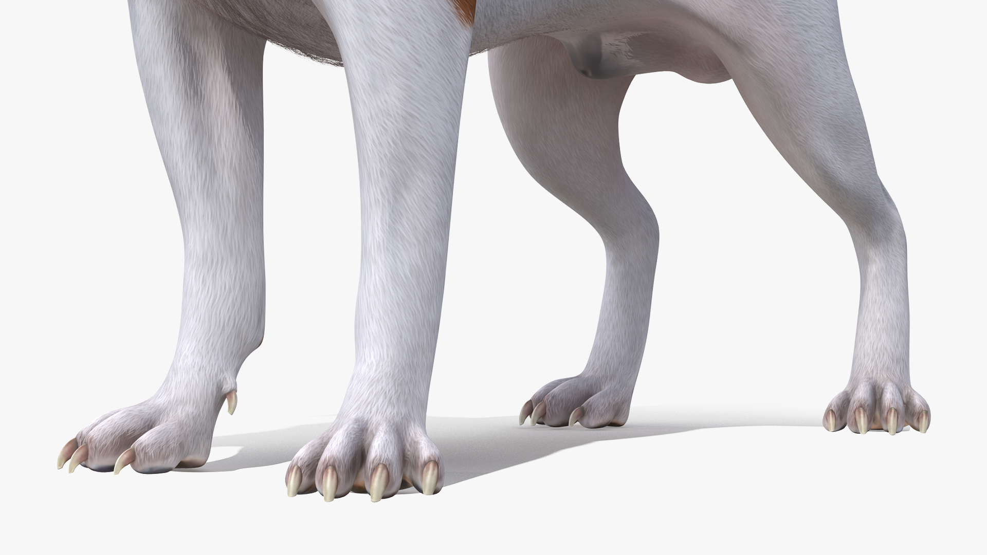 Jack Russell Terrier Spotted Attention Pose Fur 3D