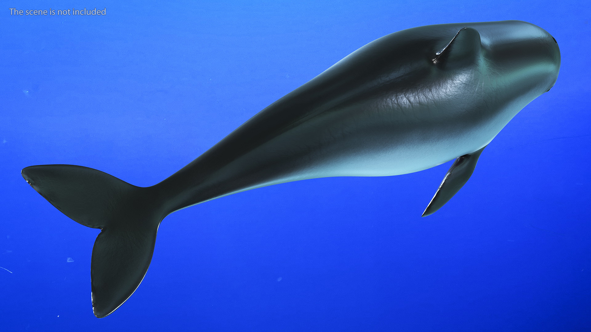 Marine Mammal Vaquita Basic Pose 3D