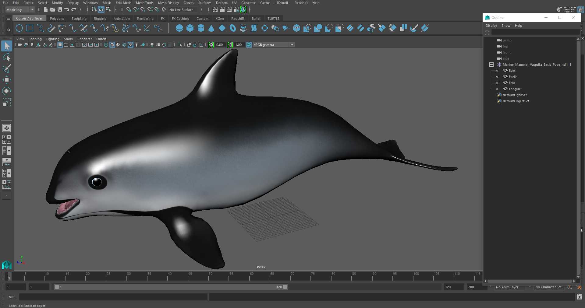 Marine Mammal Vaquita Basic Pose 3D
