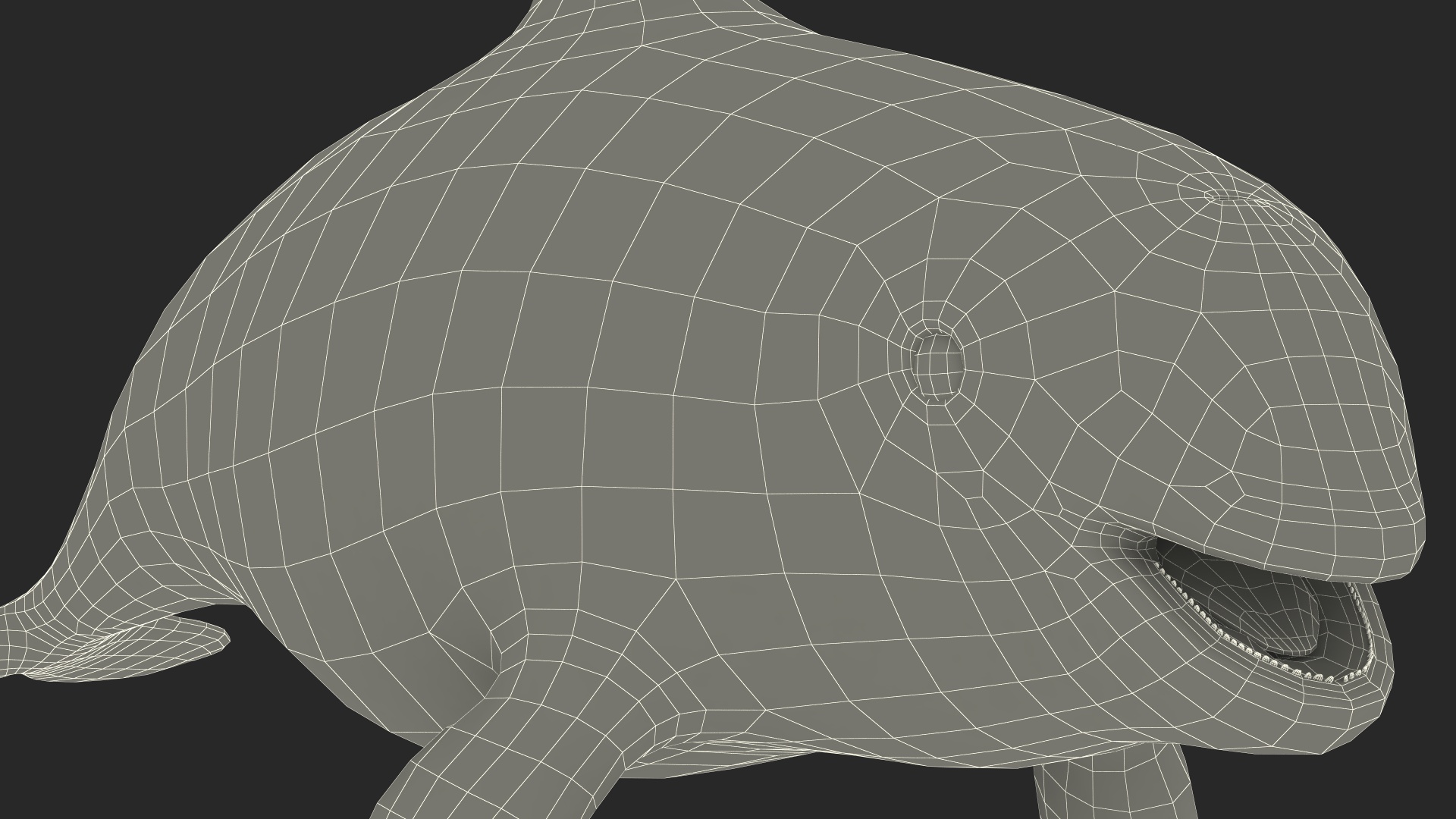 Marine Mammal Vaquita Basic Pose 3D