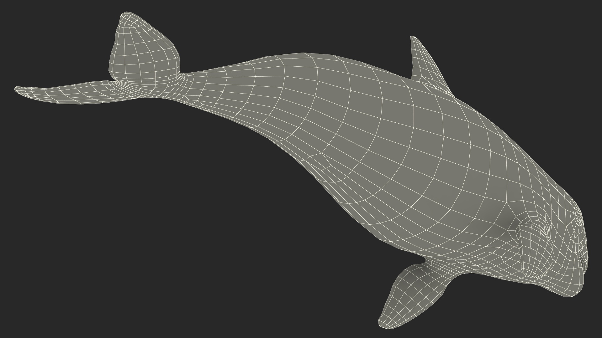 Marine Mammal Vaquita Basic Pose 3D
