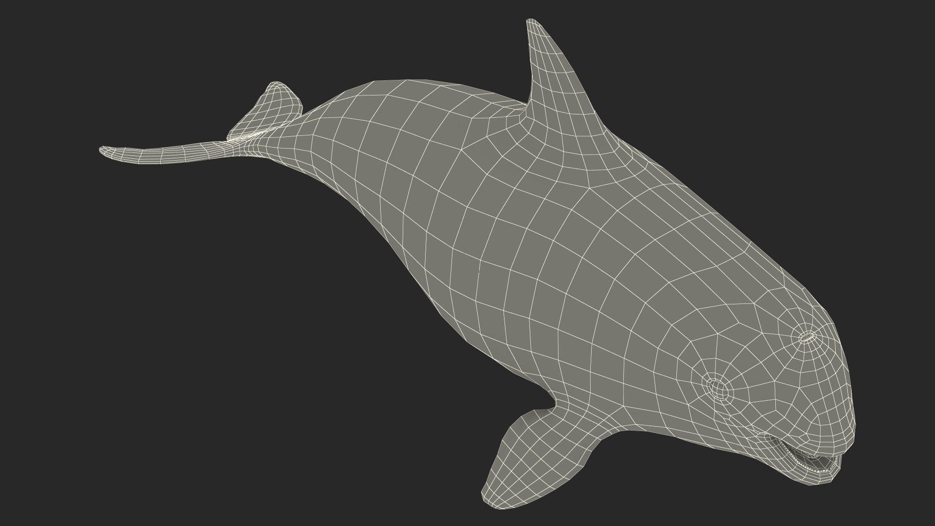 Marine Mammal Vaquita Basic Pose 3D