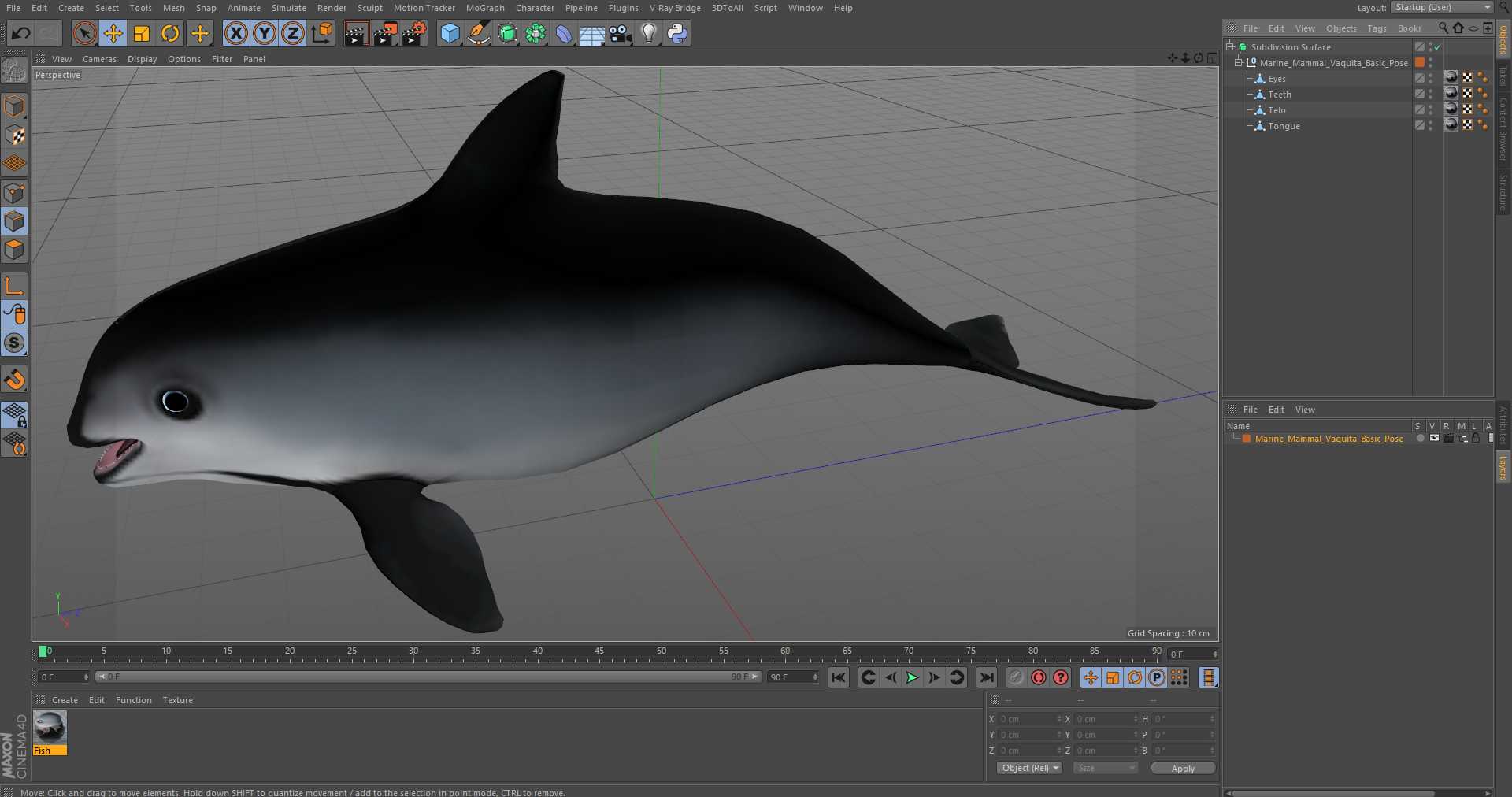 Marine Mammal Vaquita Basic Pose 3D
