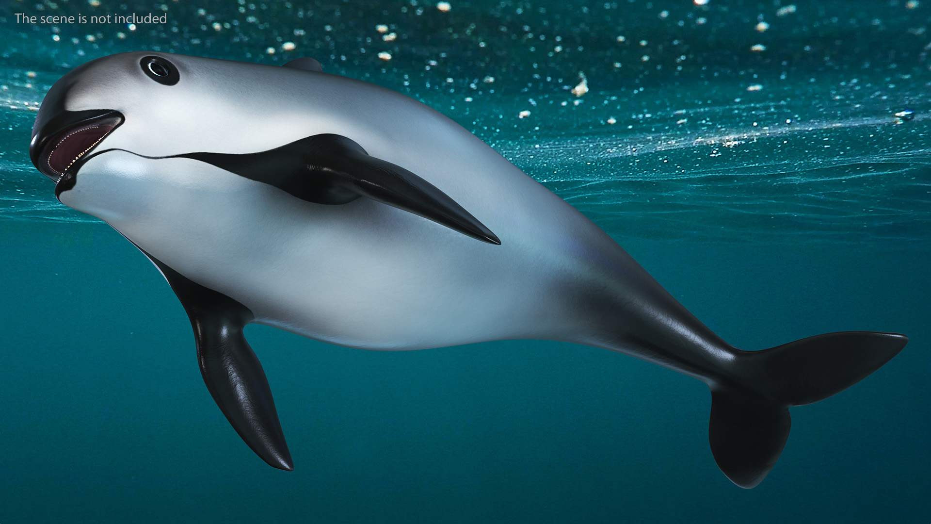 Marine Mammal Vaquita Basic Pose 3D