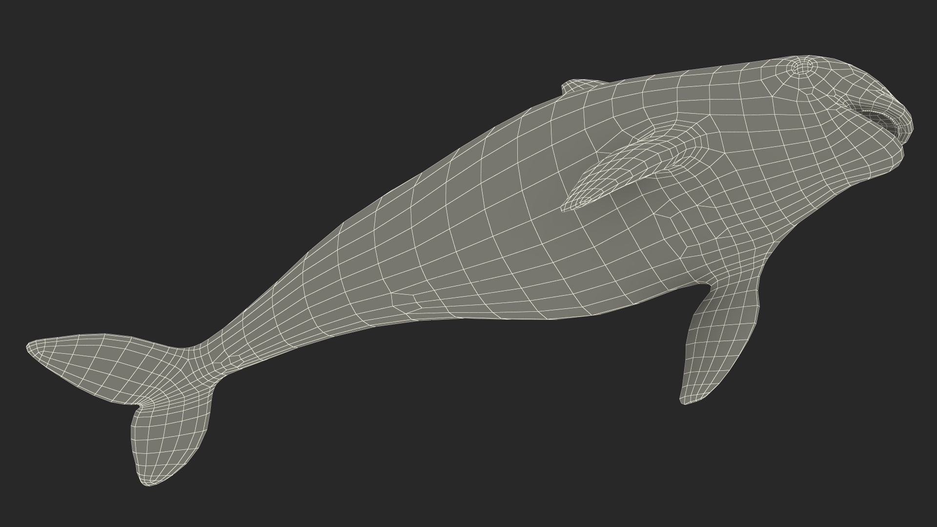 Marine Mammal Vaquita Basic Pose 3D