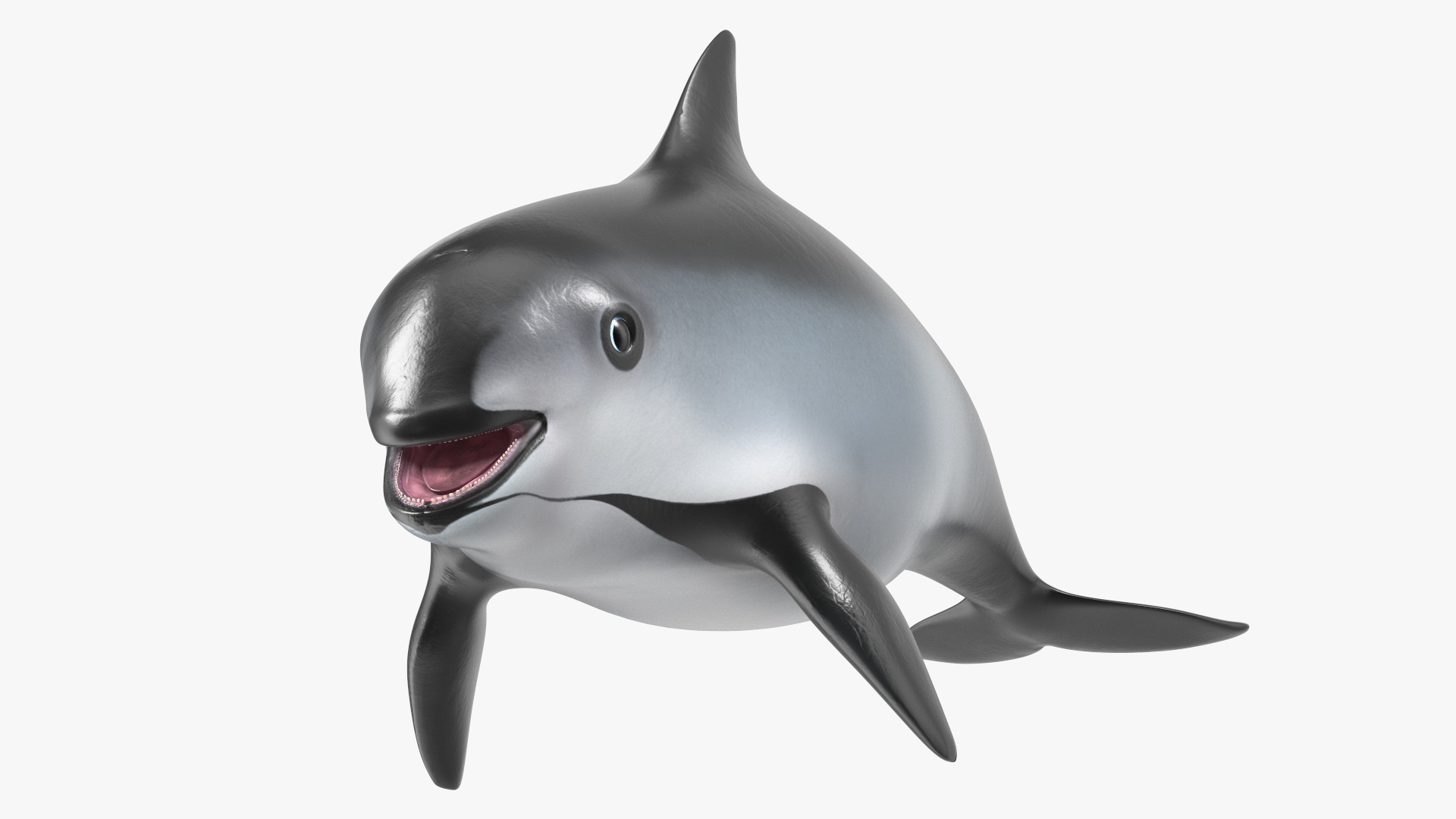 Marine Mammal Vaquita Basic Pose 3D