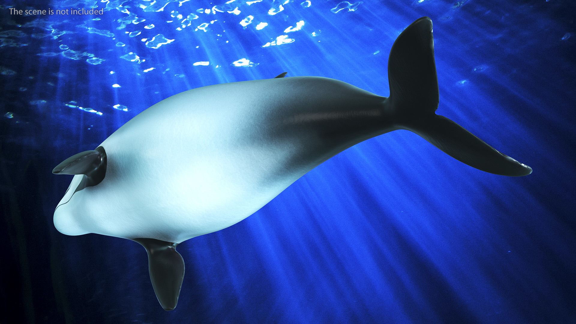 Marine Mammal Vaquita Basic Pose 3D