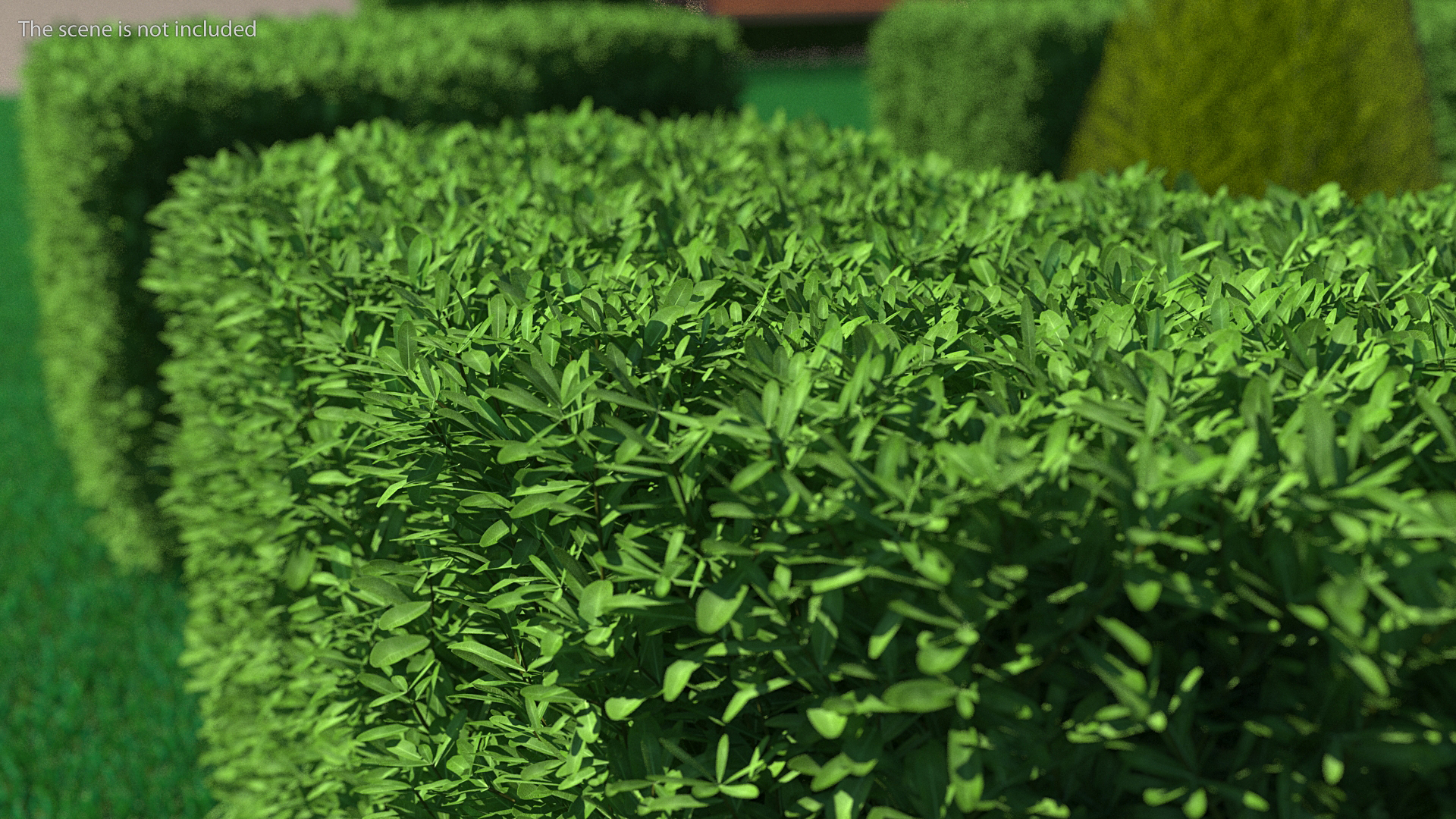 Boxwood Corner Bush 3D model