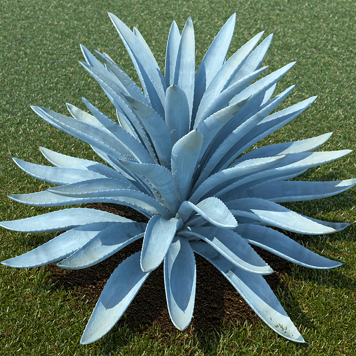 Large Agave Tequilana Blue Agave Plant