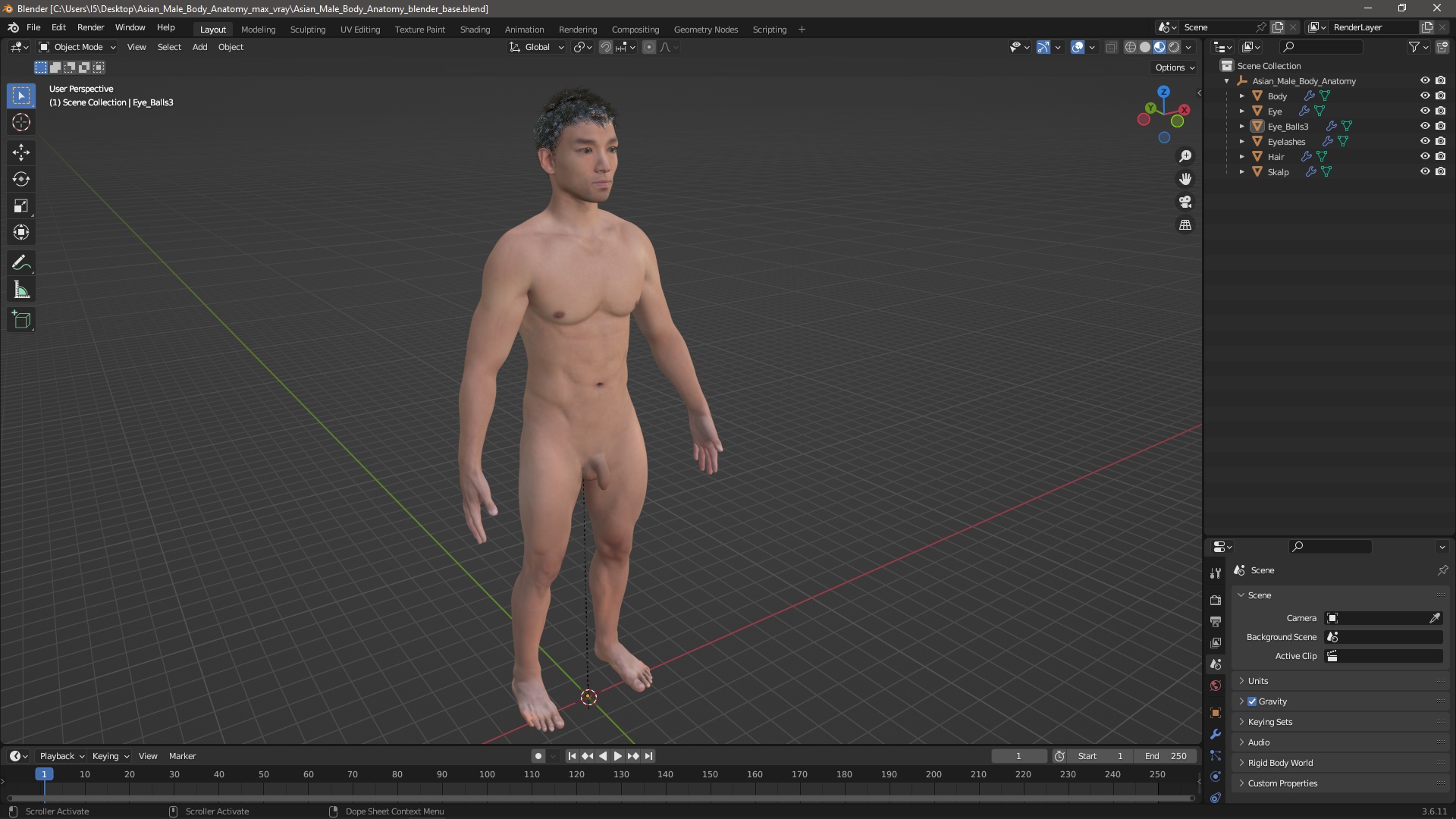 3D Asian Male Body Anatomy model