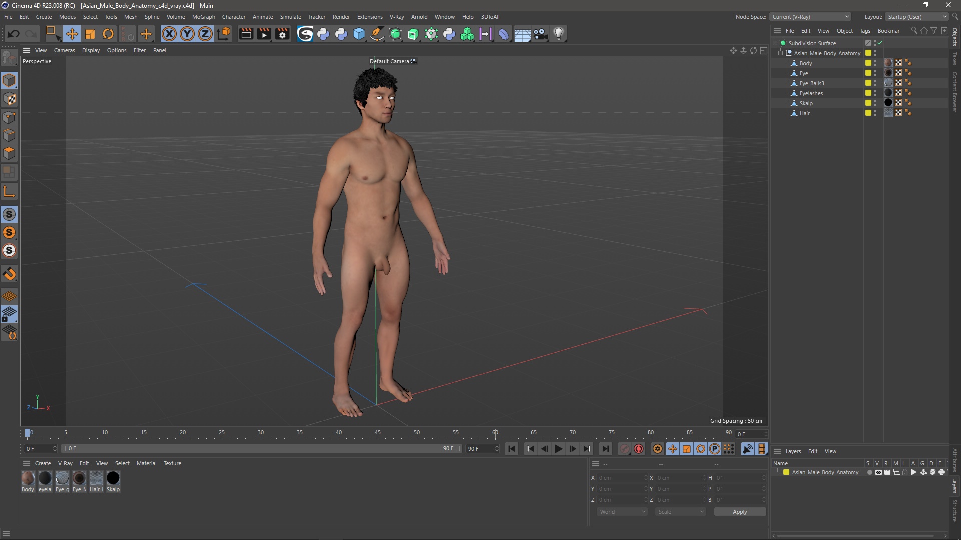 3D Asian Male Body Anatomy model
