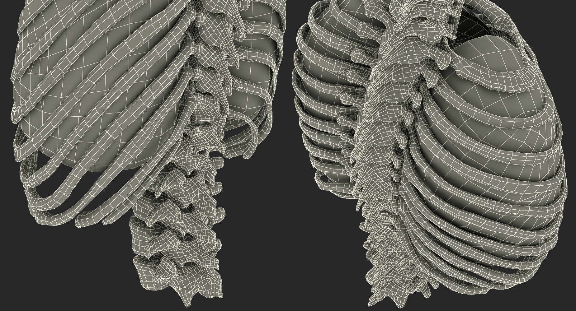 3D Male Ribcage with Respiratory System