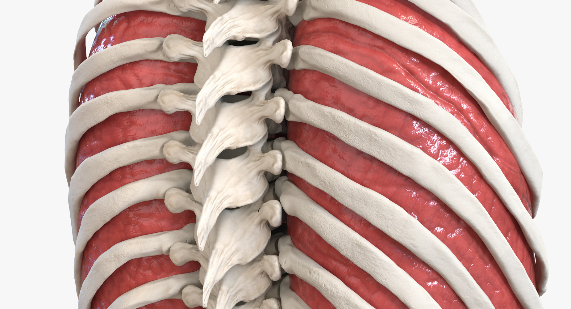 3D Male Ribcage with Respiratory System