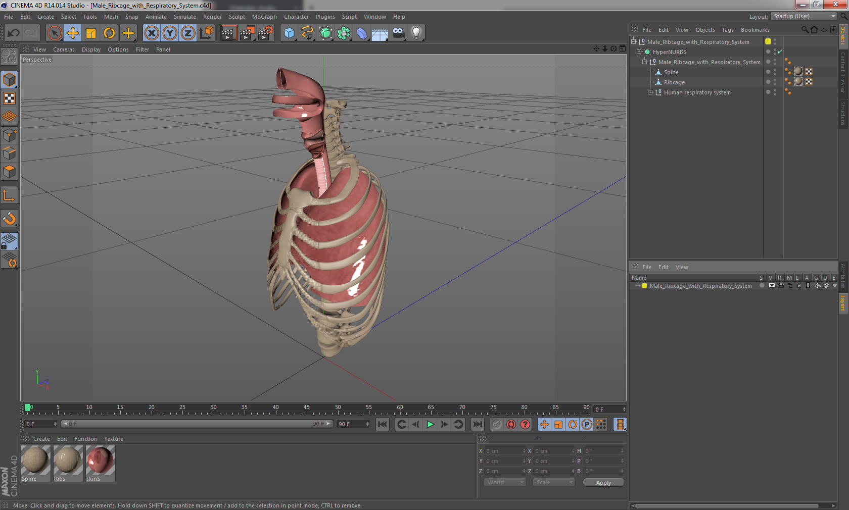 3D Male Ribcage with Respiratory System