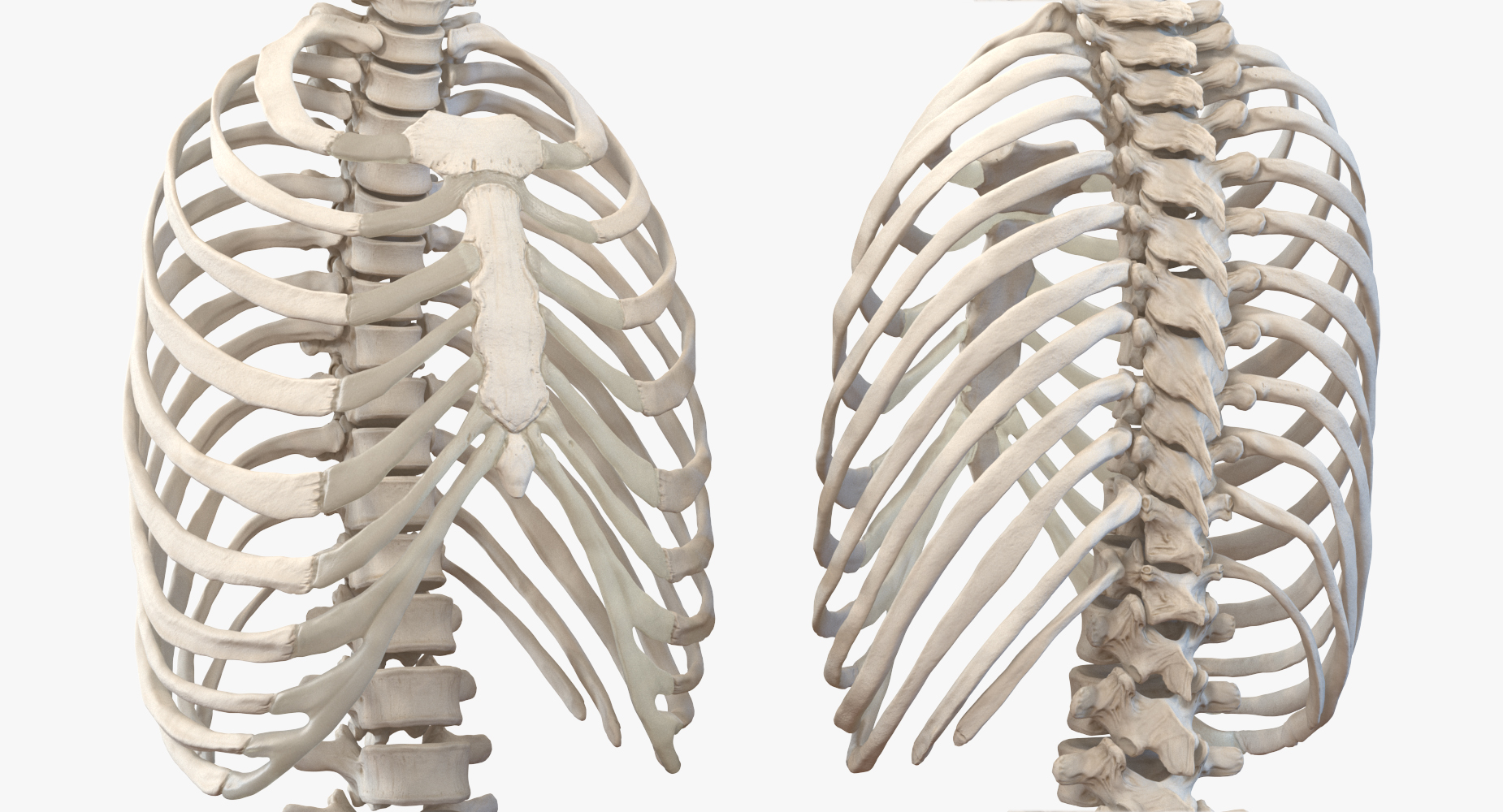 3D Male Ribcage with Respiratory System