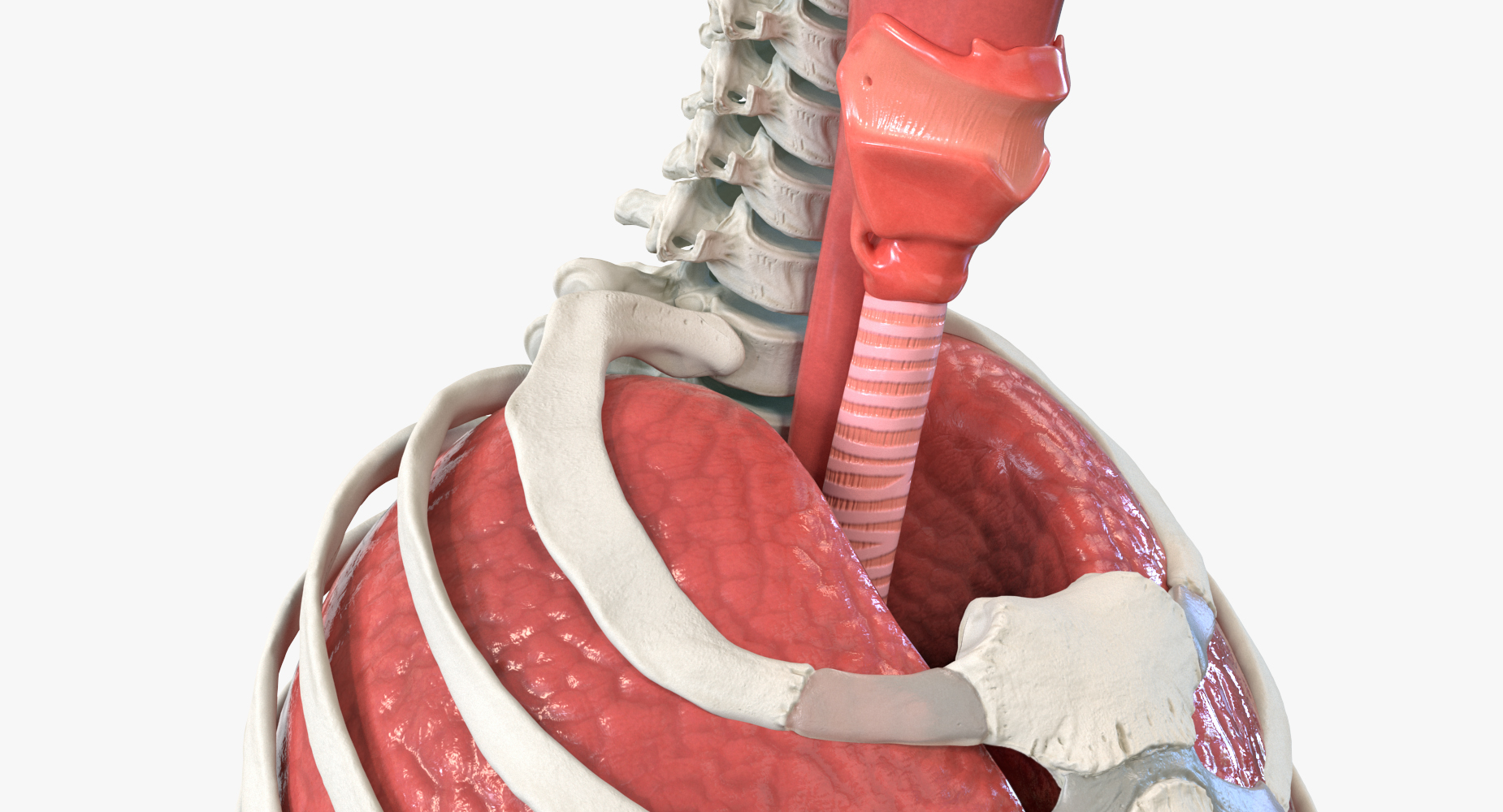 3D Male Ribcage with Respiratory System