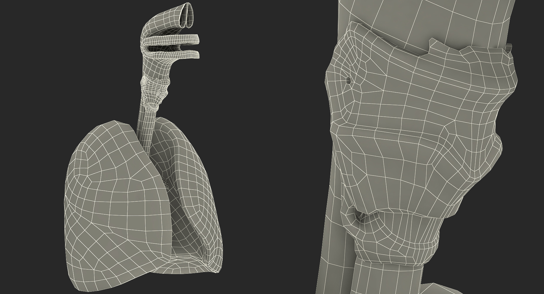 3D Male Ribcage with Respiratory System