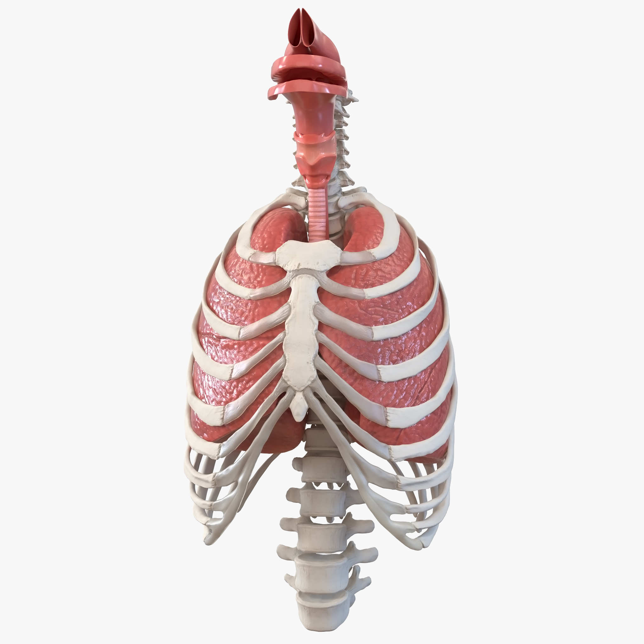 Male Ribcage with Respiratory System, view 5