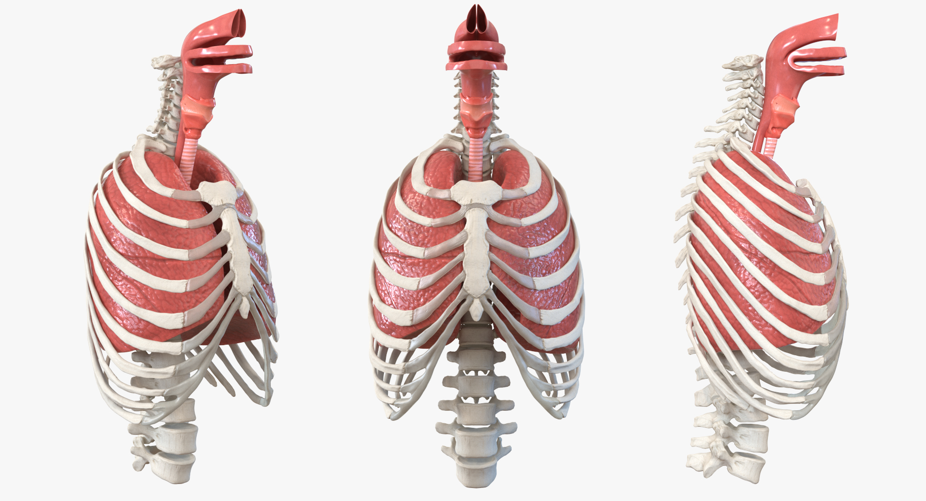3D Male Ribcage with Respiratory System