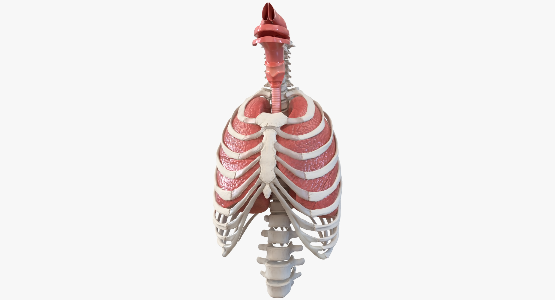 3D Male Ribcage with Respiratory System