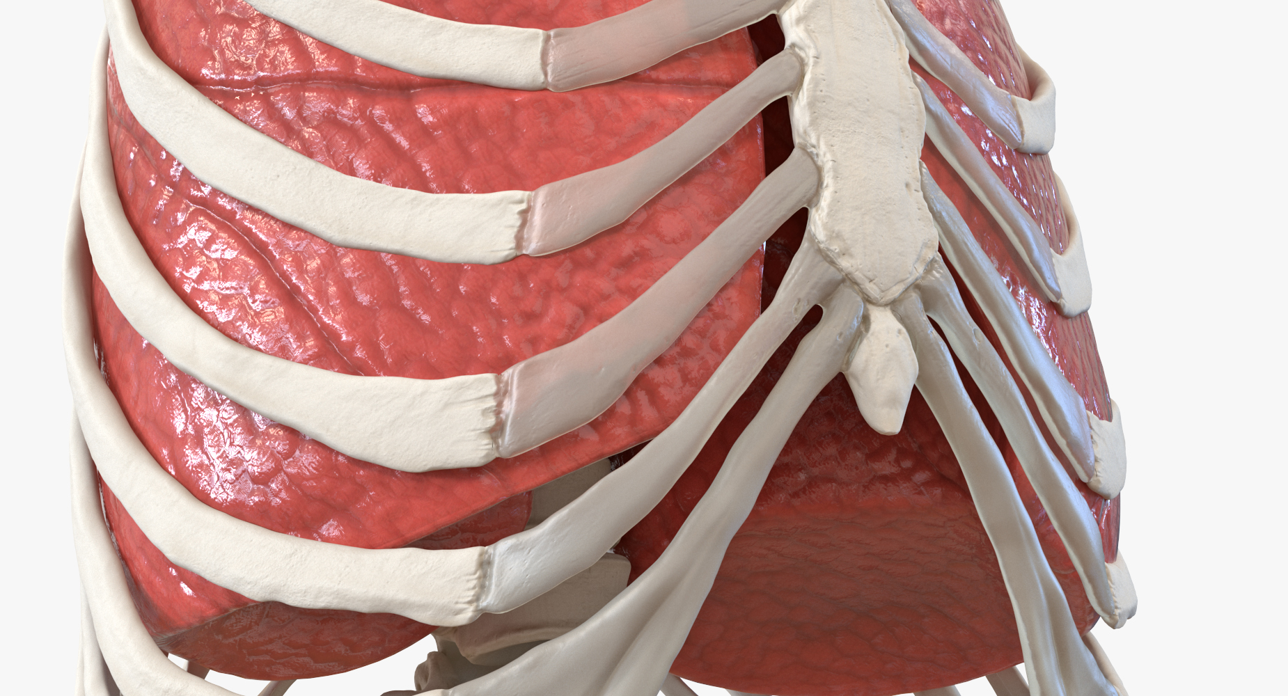 3D Male Ribcage with Respiratory System