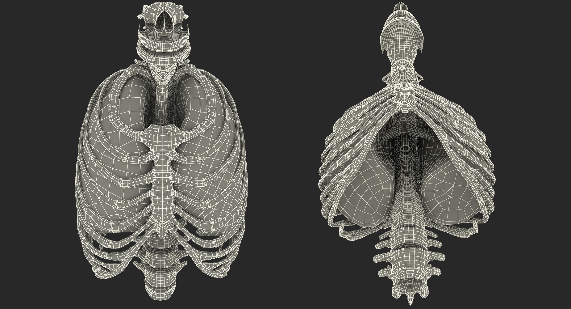 3D Male Ribcage with Respiratory System