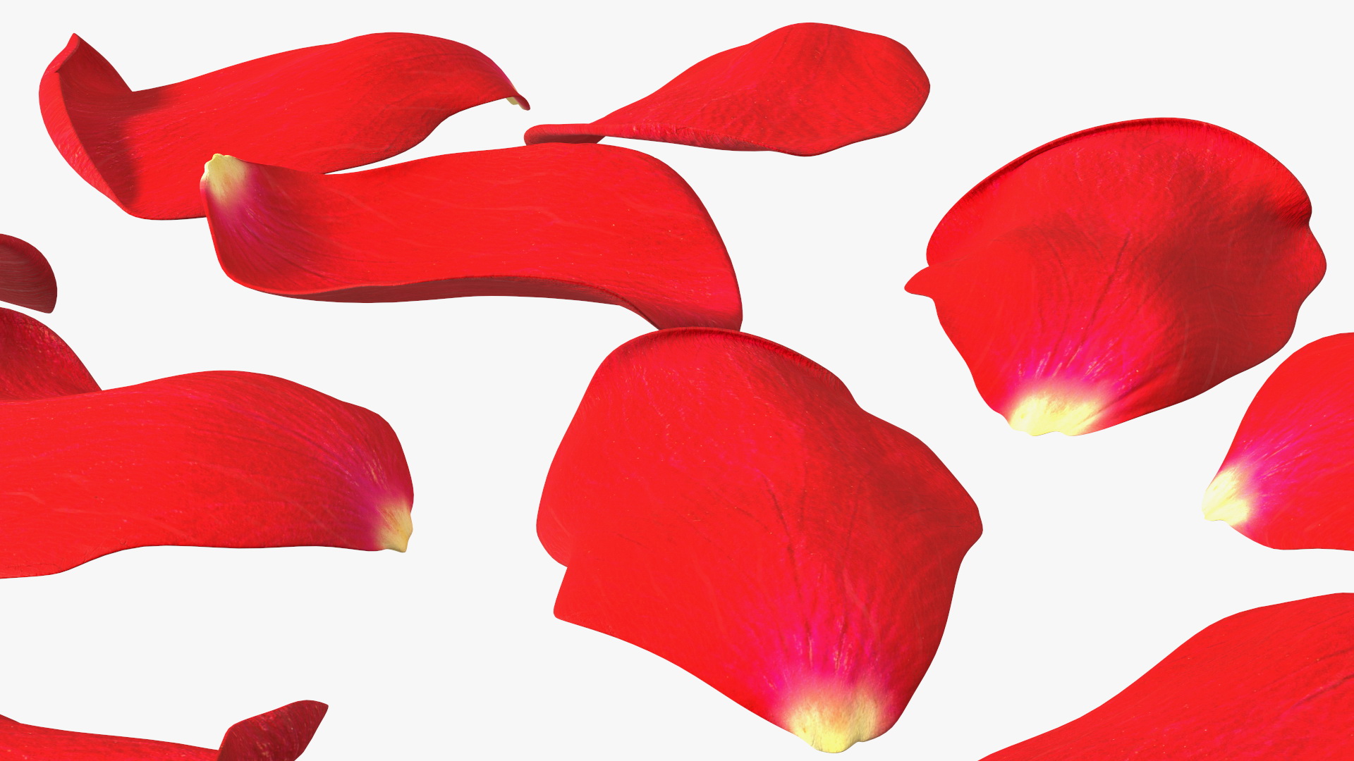 3D model Rose Petals Red