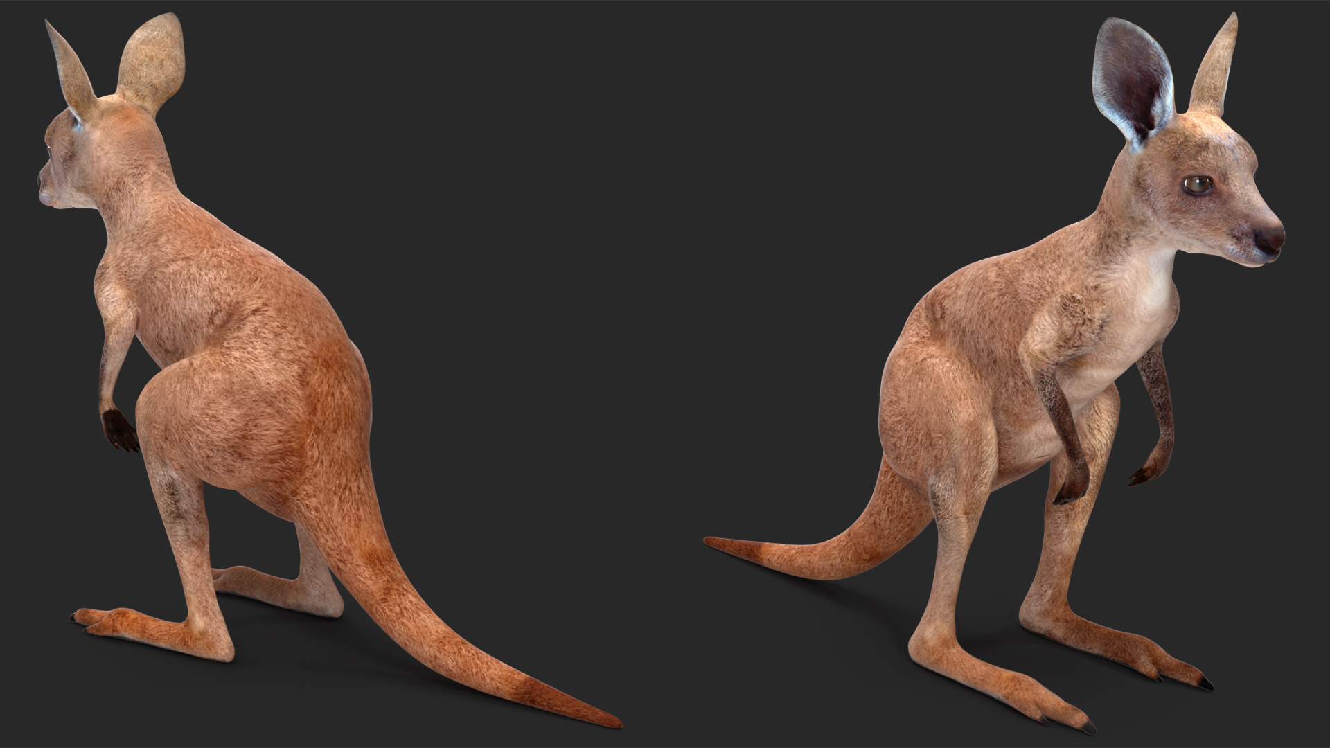3D Baby Kangaroo model