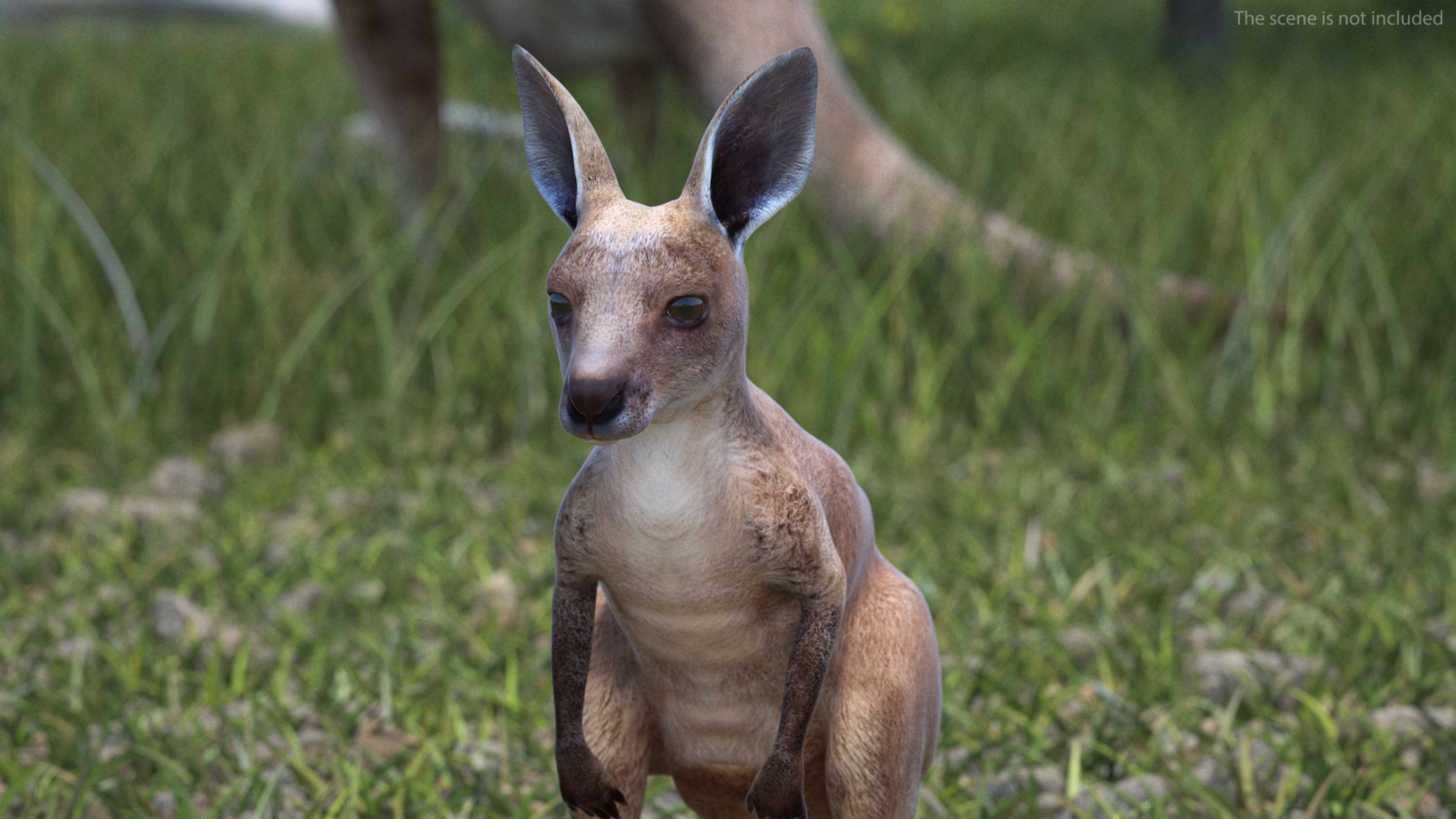 3D Baby Kangaroo model