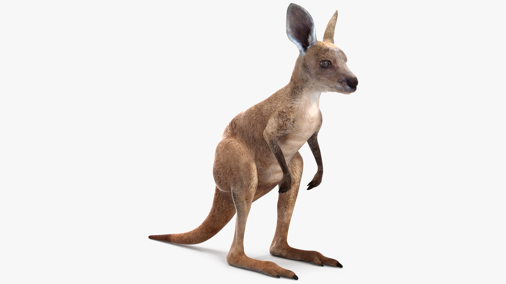 3D Baby Kangaroo model