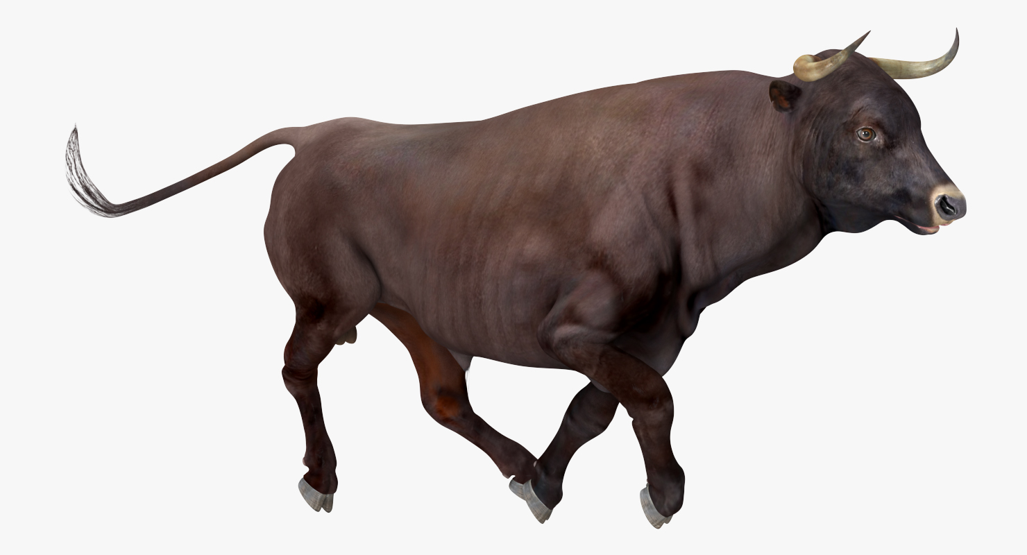 3D Bull Rigged