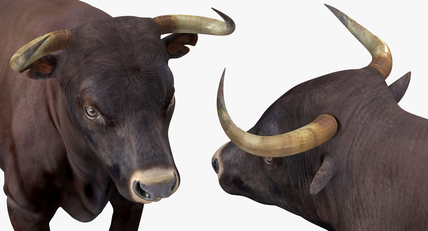 3D Bull Rigged