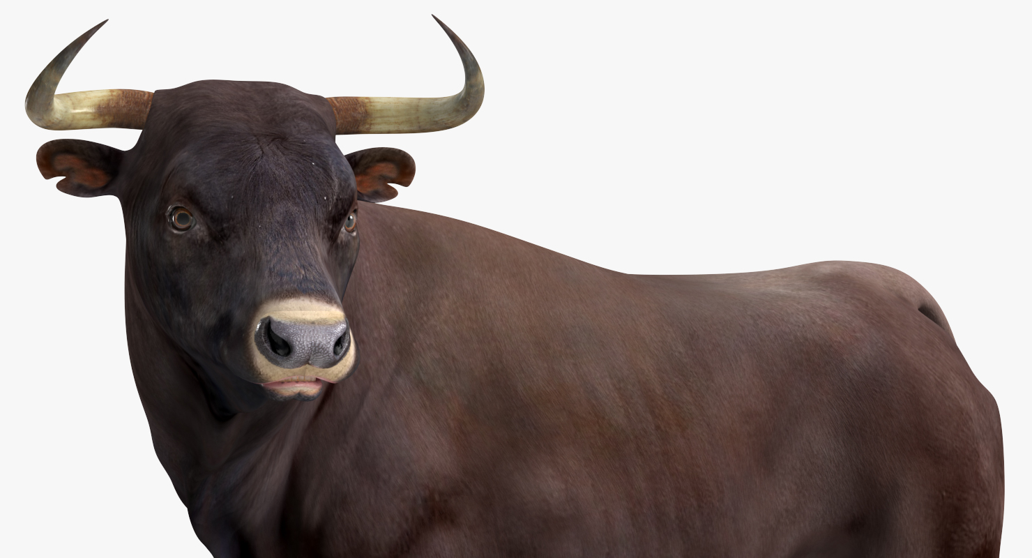3D Bull Rigged
