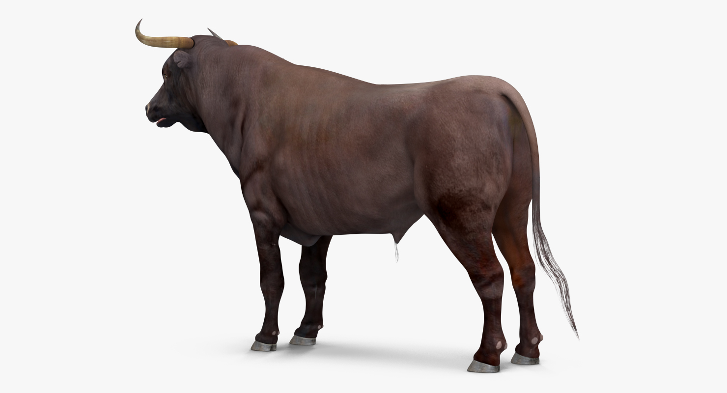 3D Bull Rigged