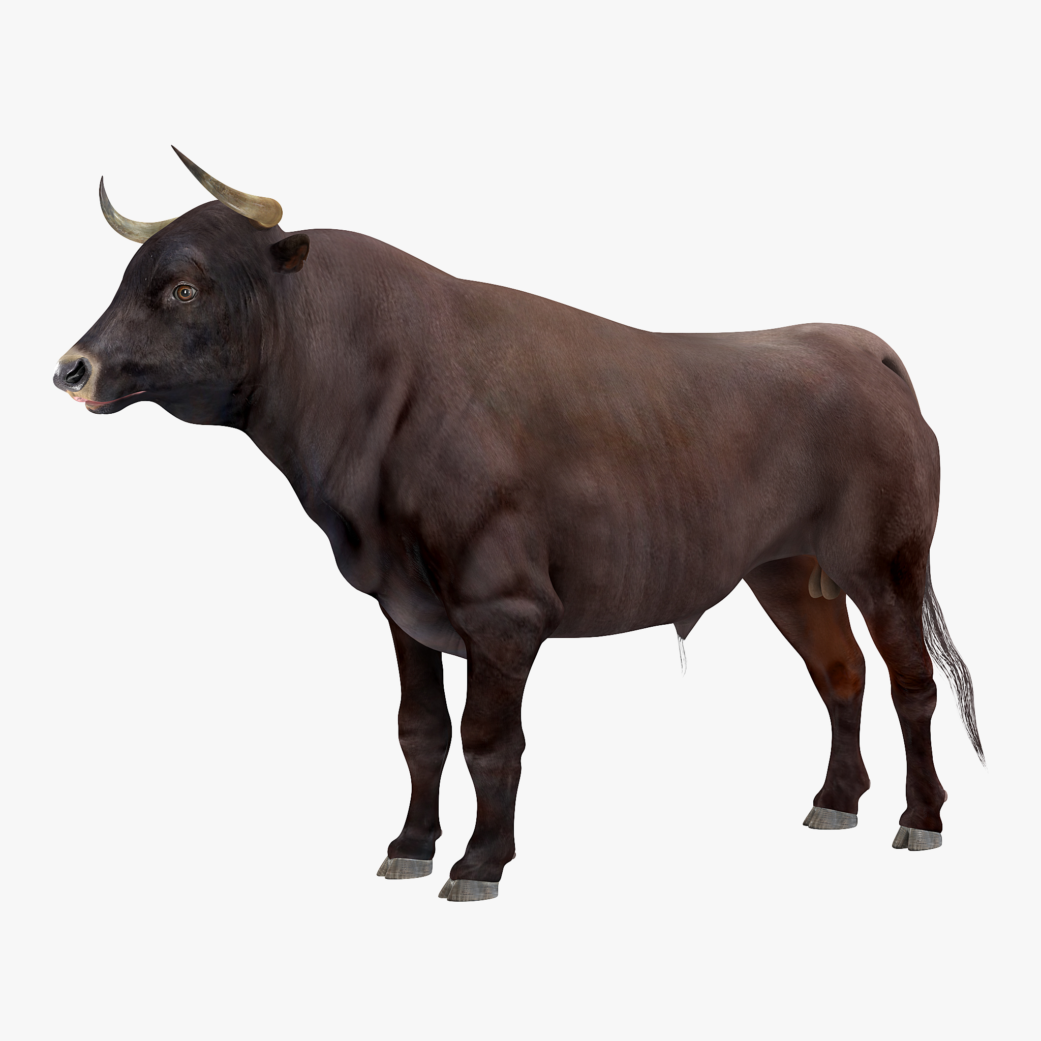 3D Bull Rigged