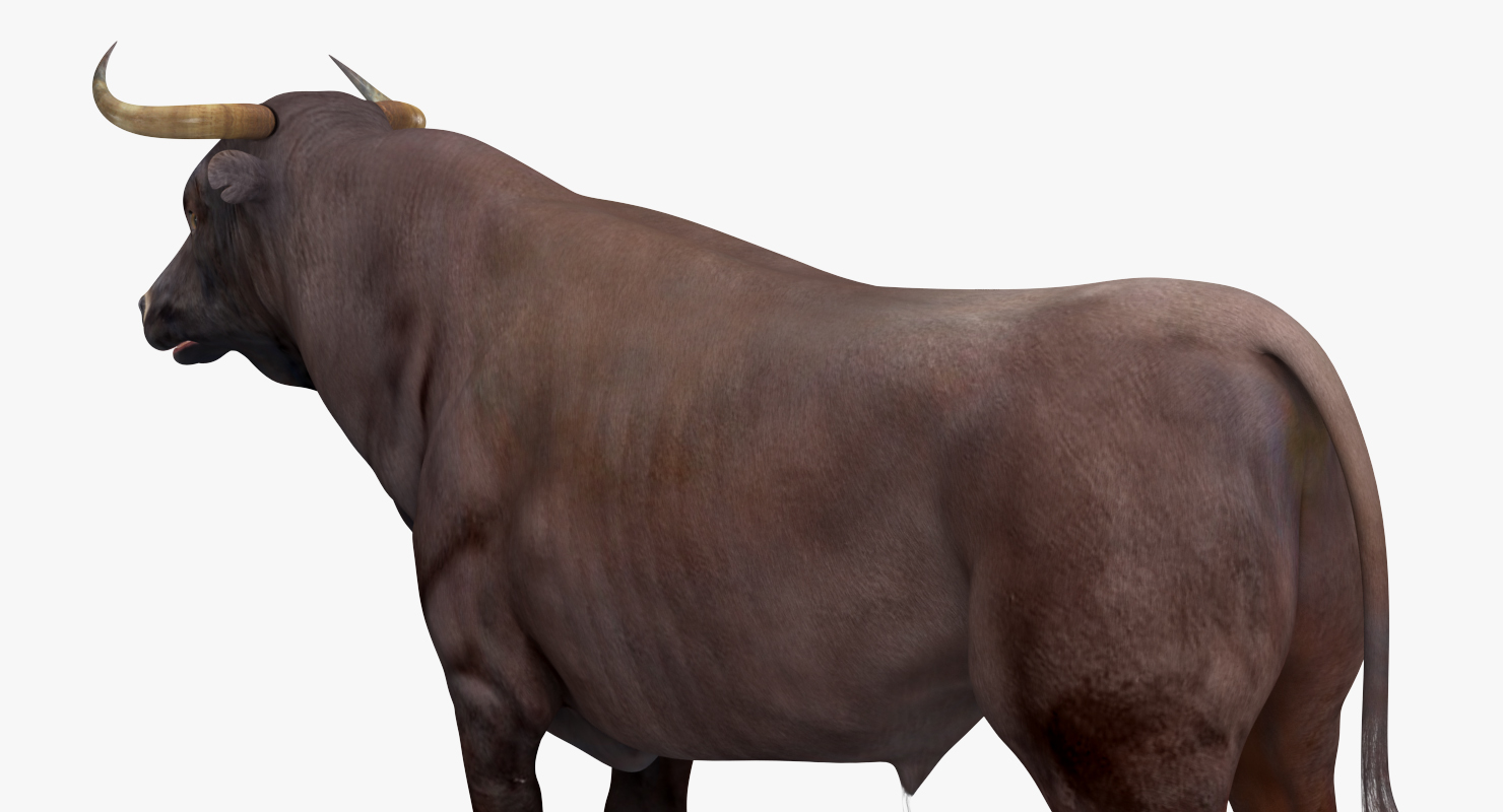 3D Bull Rigged