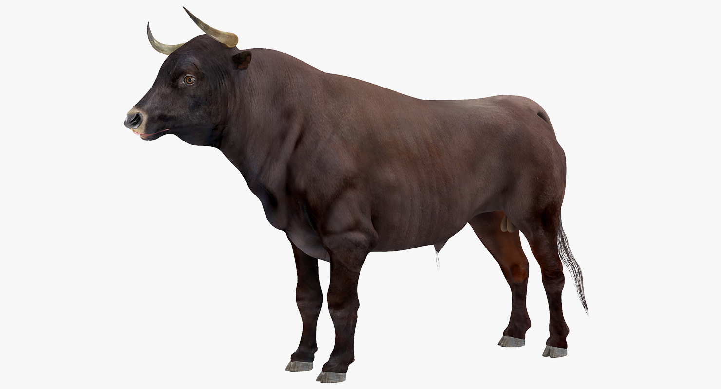 3D Bull Rigged