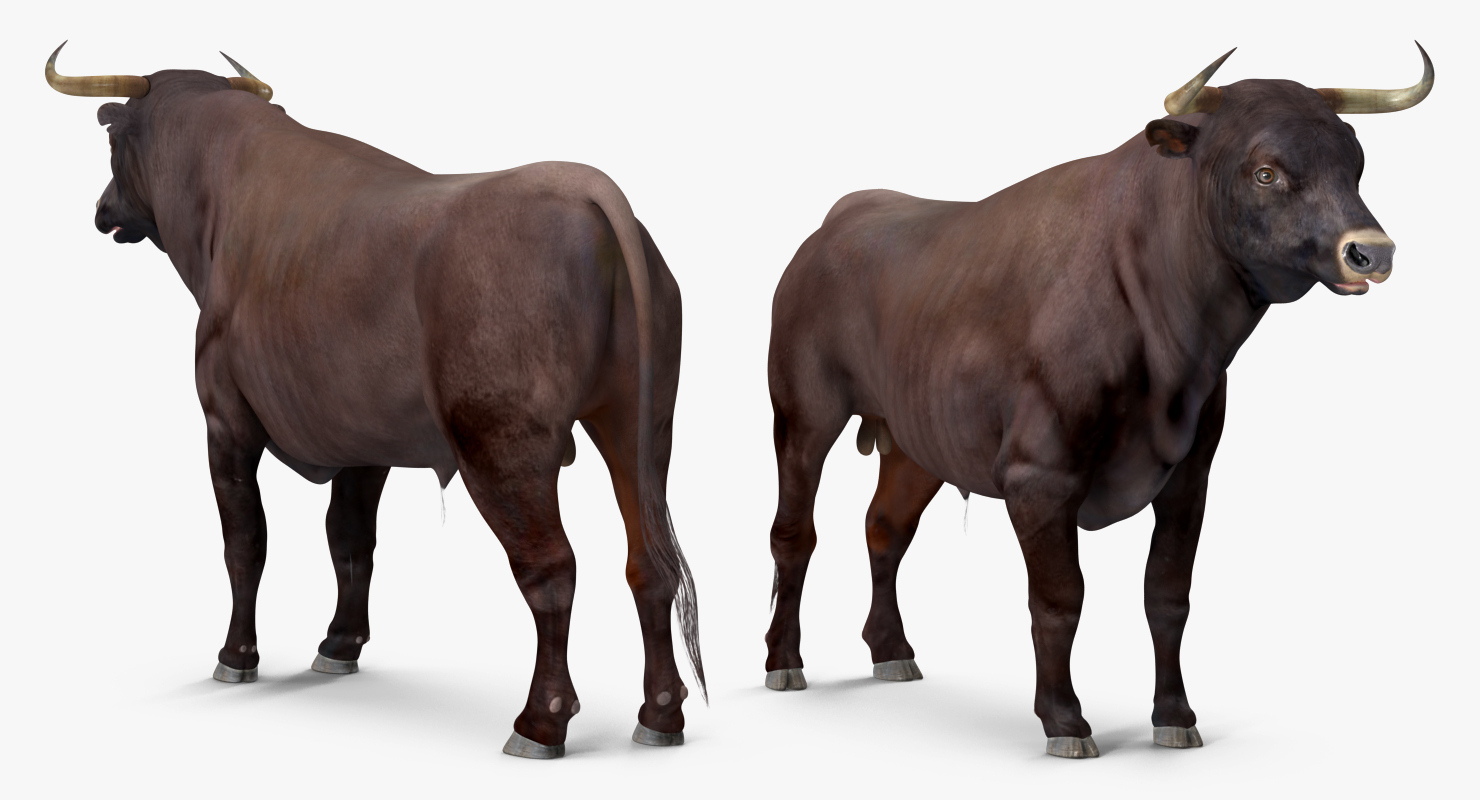 3D Bull Rigged