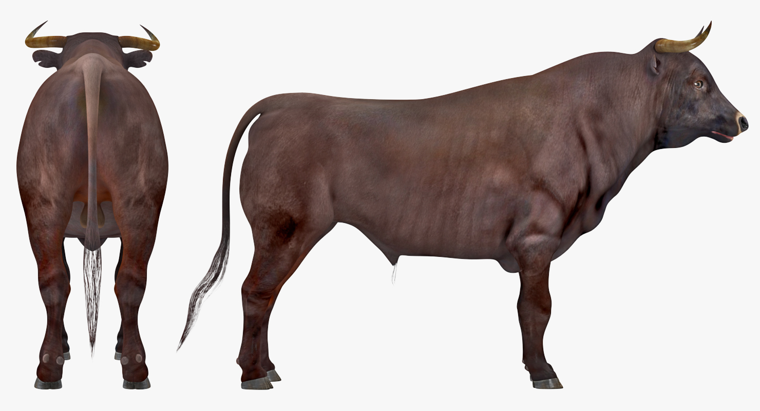 3D Bull Rigged
