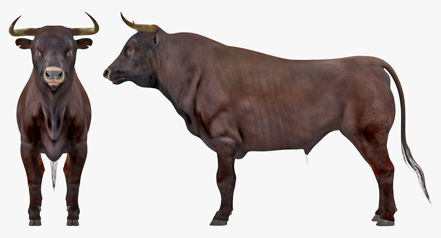 3D Bull Rigged
