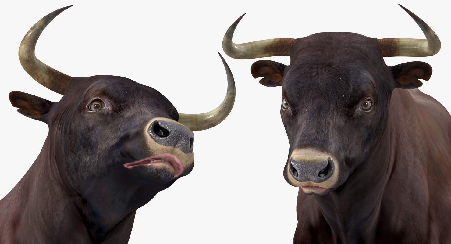 3D Bull Rigged