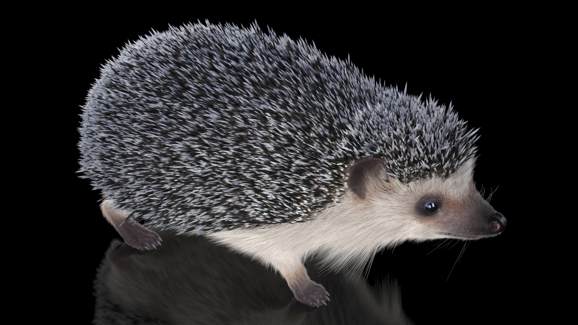 3D White Hedgehog Fur model