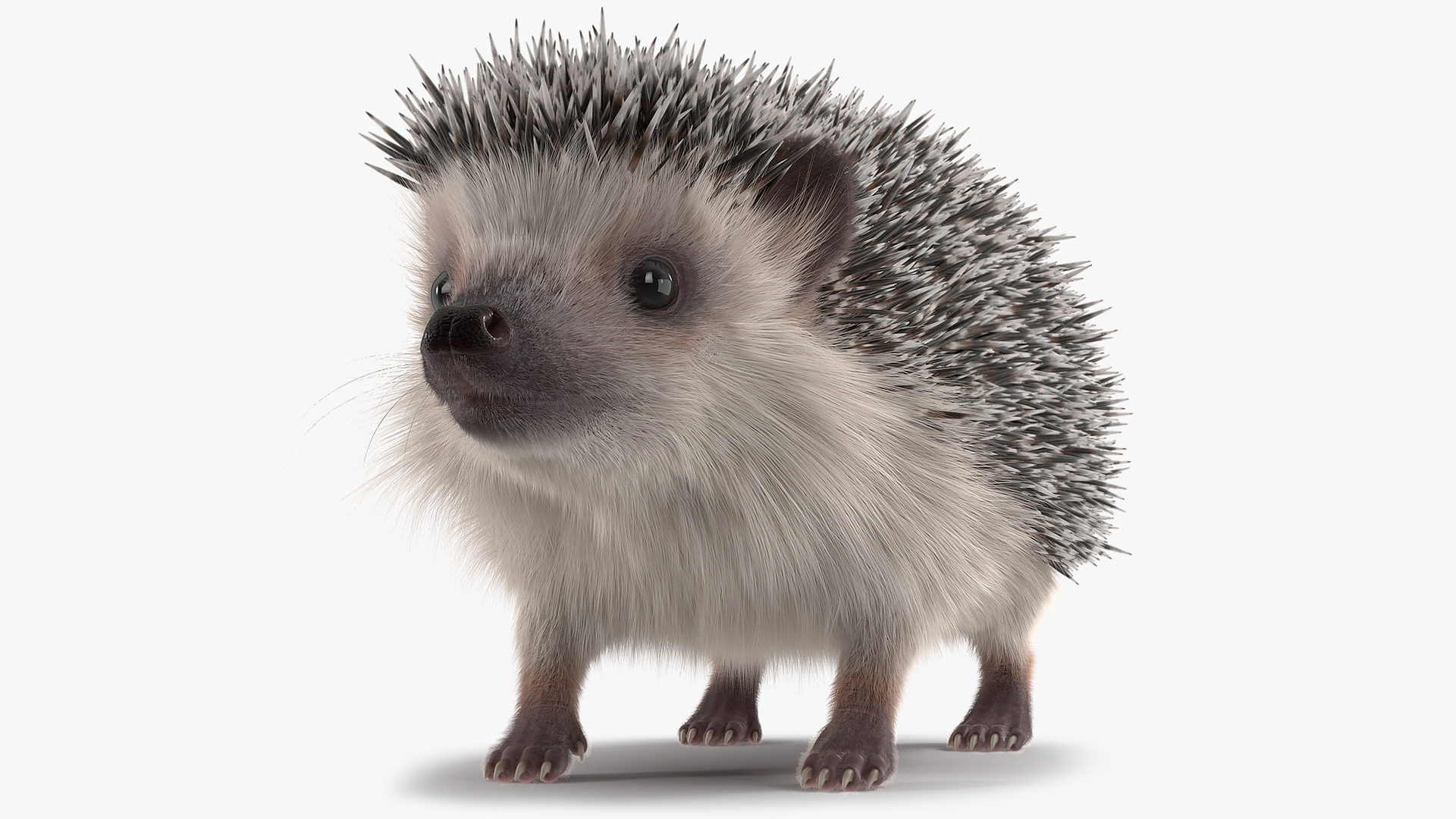 3D White Hedgehog Fur model
