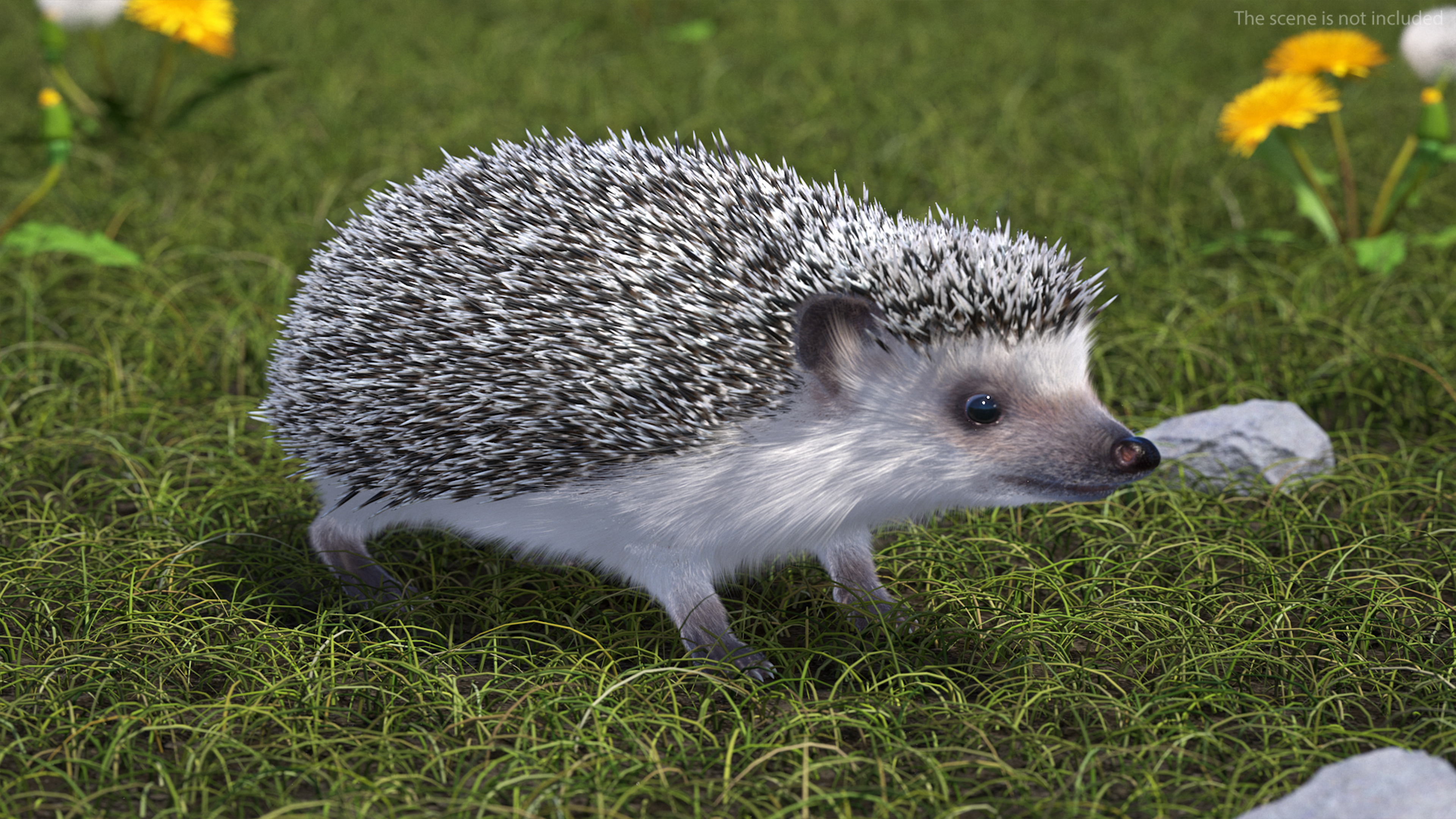 3D White Hedgehog Fur model
