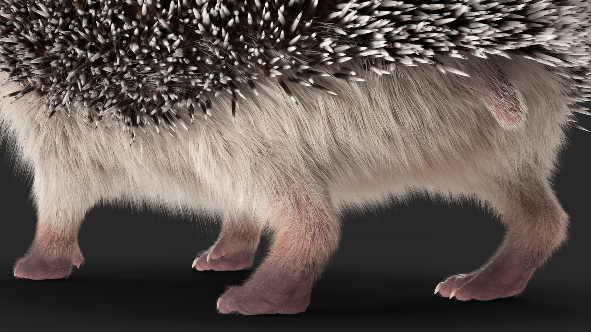 3D White Hedgehog Fur model