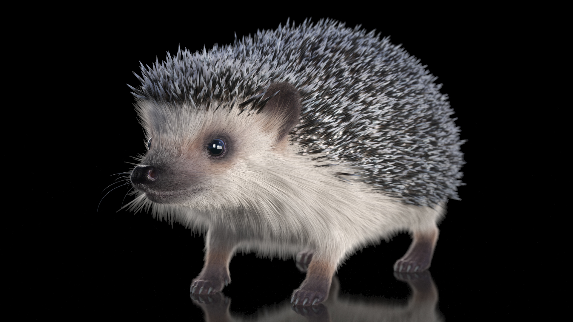3D White Hedgehog Fur model