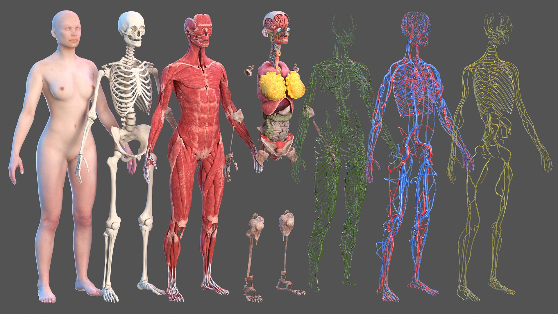 3D Complete Female Body Anatomy model