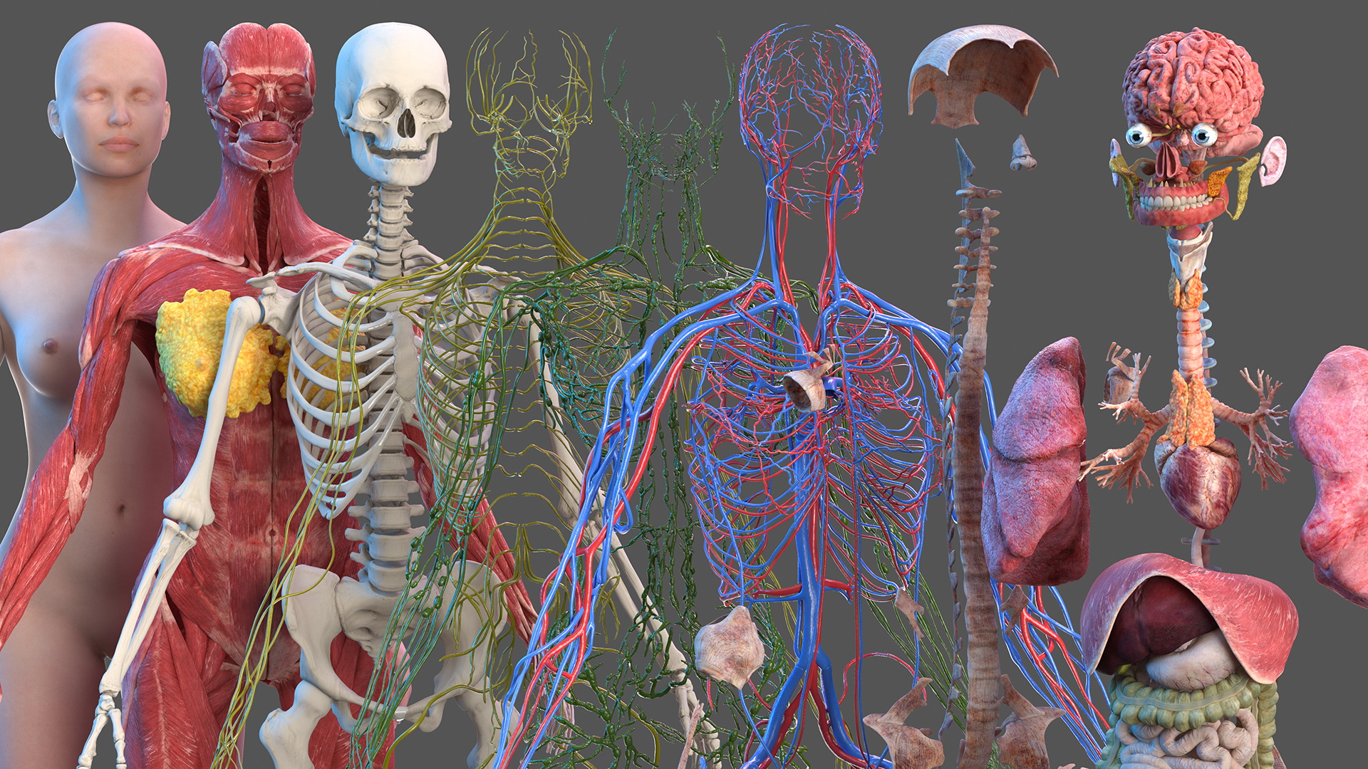 3D Complete Female Body Anatomy model