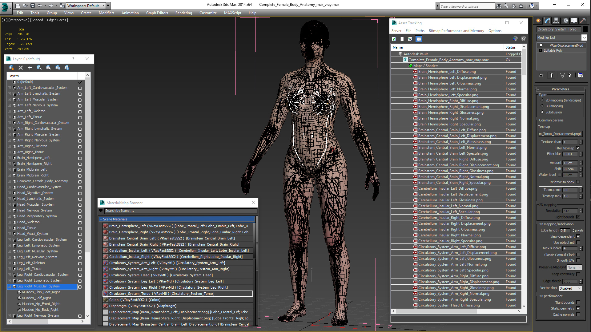 3D Complete Female Body Anatomy model